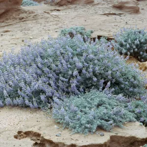 Lupinus (Lupine) near Thousand Springs, 66-14 & SN-270