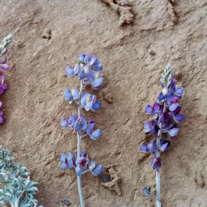 Lupinus (Lupine) - color variation, 66-15 & SN-271