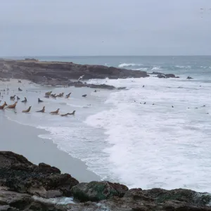 Sea Lions taking to water, 66-38 & SN-294
