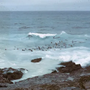 Sea Lion herd in water, 66-44 & SN-300