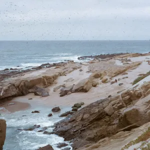 protected beach w/herd of Elephant Seals, 66-51 & SN-307