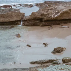 Elephant Seals asleep on the beach & in water, 66-52 & SN-308