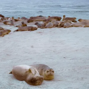 Elephant Seals, 66-55 & SN-311