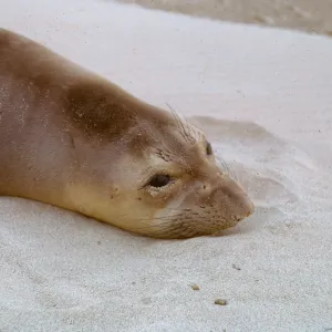 close-up of young Elephant Seal, 66-58 & SN-314