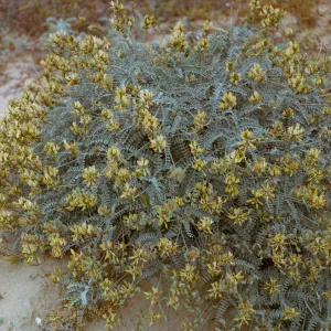 San Nicolas Island, 66-60 & SN-316