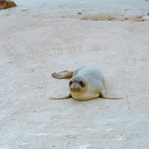 young Elephant Seal, 66-67 & SN-323