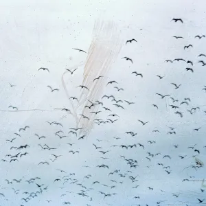 gulls flying, 66-78 & SN-334