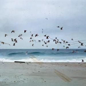 gulls over sand spit, 66-80 & SN-336