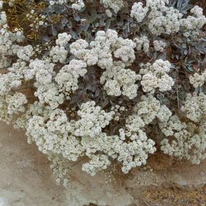 San Nicolas Island, 66-83 & SN-339