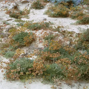 Lomatium insulare Munz, 66-124 & SN-380