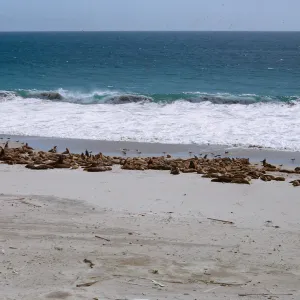 Sea Lion herd on the beach, 66-127 & SN-383