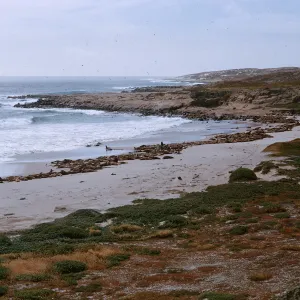 Sea Lions on beach, 66-129 & SN-385