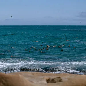 Sea Lions in the water, 66-133 & SN-389