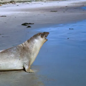 young Elephant Seal - vocalizing, 66-137 & SN-393