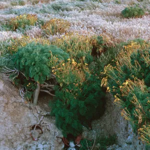 Coreopsis stand, near motor pool, 66-143 & SN-399
