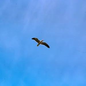 gull in flight, 66-145 & SN-401