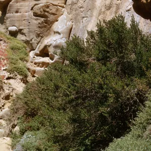 large Baccharis at spring - Sand Dune Canyon, 66-15- & SN-406