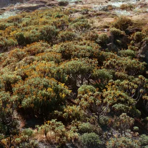 Coreopsis gigantea Hall., stand near pier, 66-165 & SN-421