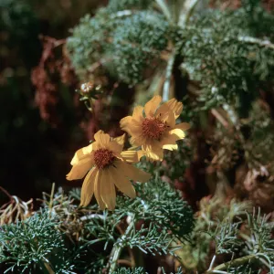 Coreopsis gigantea flower, 66-166 & SN-422