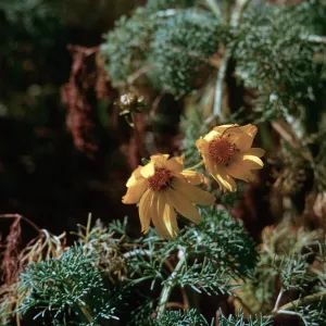 Coreopsis gigantea Hall. flower, 66-167 & SN-423