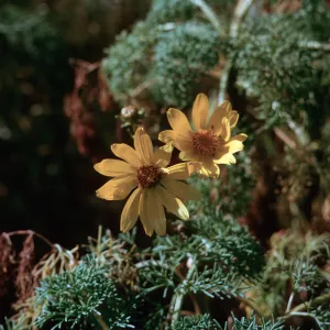 Coreopsis gignatea flower, 66-168 & SN-424