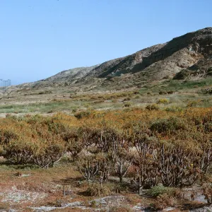 Coreopsis gigantea stand near Coast Guard pier, 66-169 & SN-425