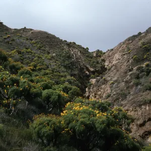 Canyon Southwest of NAVFAC, North Slope, San Nicolas Island