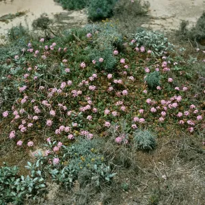 Abronia umbellata, Near Red Eye Beach, San Nicolas Island