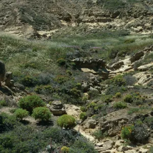 Dudleya Canyon, First large canyon west of NAVFAC, San Nicolas Island