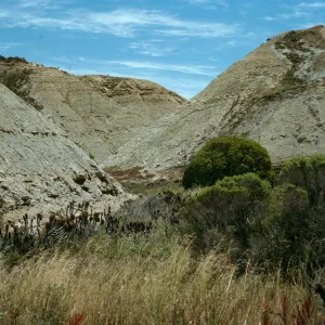 Celery Canyon, San Nicolas Island