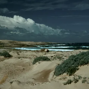 Dunes, Just West of 1000 Springs, San Nicolas Island