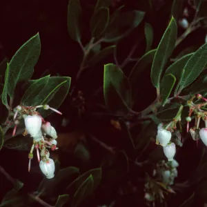 Arctostaphylos edmundsii, 50-031, Arroyo Section, Santa Barbara Botanic Garden