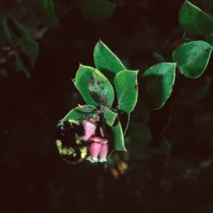 Arctostaphylos aff. hearstiorum, w/bumble bee, Santa Barbara Botanic Garden
