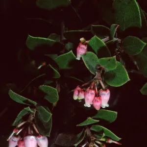 Arctostaphylos hearstiorum, Santa Barbara Botanic Garden