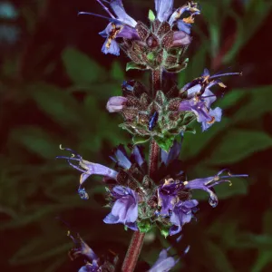 Salvia (Sage) ï¿½Daras Choiceï¿½, 88-24, Arroyo Section, Santa Barbara Botanic Garden