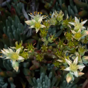 Dudleya virens hassei, Santa Barbara Botanic Garden