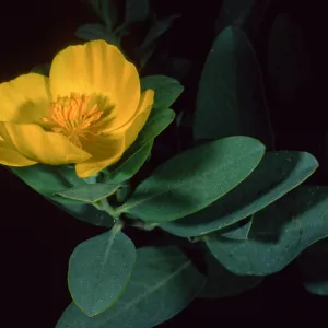 Dendromecon harfordii, Santa Barbara Botanic Garden