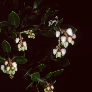 Arctostaphylos hookeri franciscana, Santa Barbara Botanic Garden