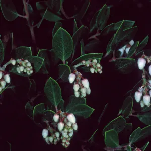 Arctostaphylos hookeri franciscana, Santa Barbara Botanic Garden