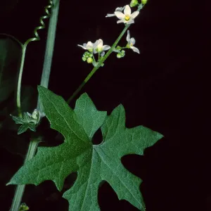 Marah, Desert Section, Santa Barbara Botanic Garden