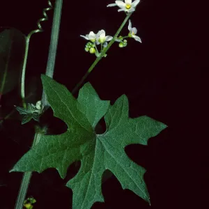 Marah, Desert Section, Santa Barbara Botanic Garden