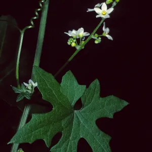 Marah, Desert Section, Santa Barbara Botanic Garden