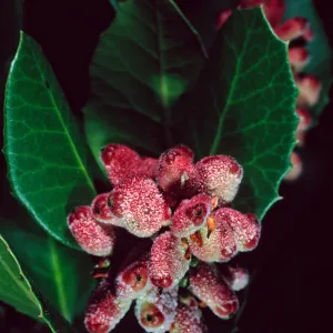 Rhus integrifolia, Santa Barbara Botanic Garden