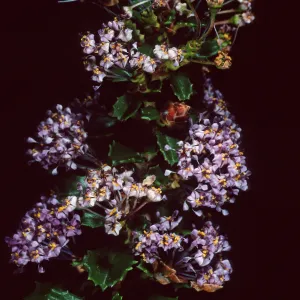 Ceanothus (California Lilac), Santa Barbara Botanic Garden