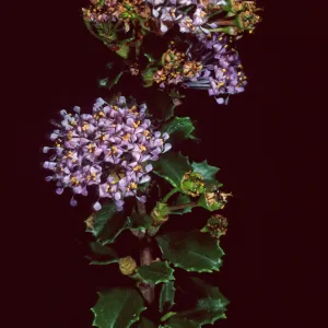 Ceanothus (California Lilac), Santa Barbara Botanic Garden