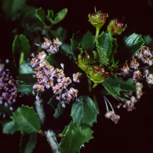 Ceanothu (California Lilac) , Santa Barbara Botanic Garden