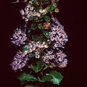 Ceanothus (California Lilac) , Santa Barbara Botanic Garden
