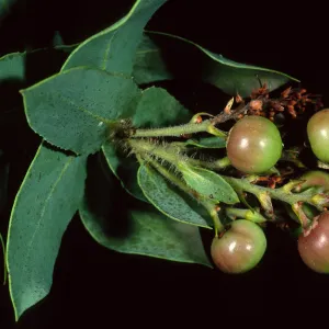 Arctostaphylos (Manzanita), Santa Barbara Botanic Garden