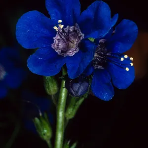 Phacelia, Desert Section, Santa Barbara Botanic Garden