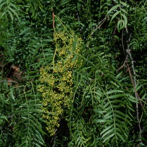 Schinus molle, Tunnel Road, Santa Barbara